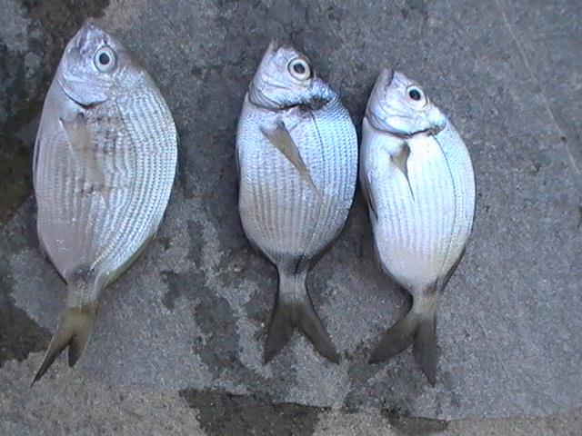 capturi grecia  - pic3479.JPG